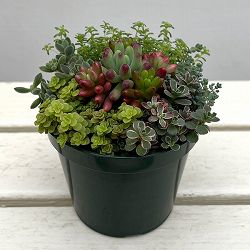 セダム：ボブズガーデンさんのかわいい寄せ植え　4号ポット