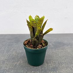 ネオレゲリア：プンクタティッシマ イエローフォーム　2.5号ポット