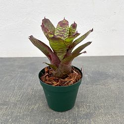 ネオレゲリア：ゴールデンフェザント　3号ポット