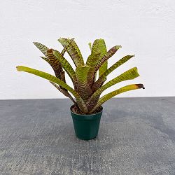 ネオレゲリア：ポポキ　2.5号ポット