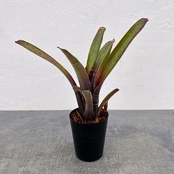 ネオレゲリア：マクラータ　3号ポット