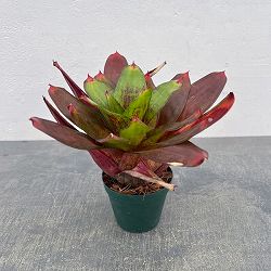 ネオレゲリア：ジュエリーショップ　3号ポット