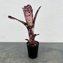 ビルベルギア：カワナズ・パナシェ　3号ポット