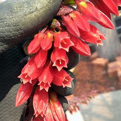 アガペテス　セルペンス４号ポット[6月頃に愛らしい筒状の赤い花を咲かせるツツジ科の半つる性低木]