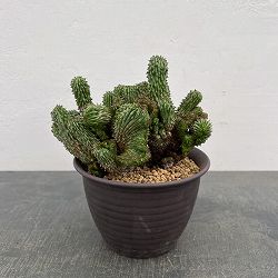 ユーフォルビア：紅彩閣綴化モンストローサ　4.5号鉢植え26-01