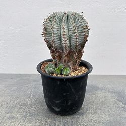 ユーフォルビア：ホリダアルバ（実生）　5号鉢植え