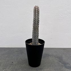 ユーフォルビア：アブデルクリグレー（接ぎおろし）　4号鉢入り