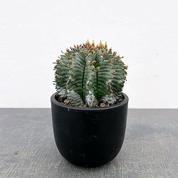 ユーフォルビア：ホリダ（実生セレクト株）　4号鉢植え26-01