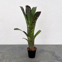 ビルベルギア：カワナズ・パナシェ　2.5号ポット