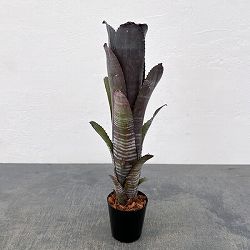 ビルベルギア：スモークスタック　2.5号鉢植え