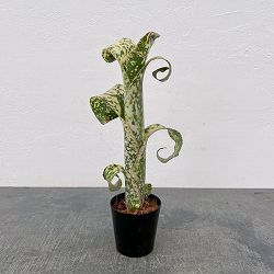 ビルベルギア：レプトボーダー　2.5号鉢植え