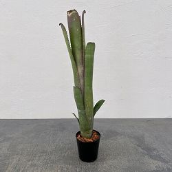 ビルベルギア：ディッピンドット　2.5号鉢植え