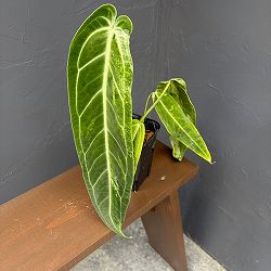 アンスリウム：ワロクアナム　ミューテーション　3.5号ポット