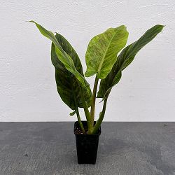 フィロデンドロン：サブハスタータム（斑入り）　 2.5号ポット