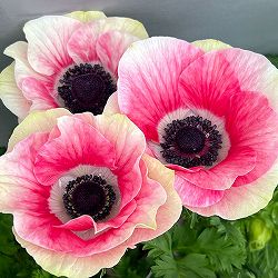 アネモネ：ミストラル　ティグレ3-3.5号ポット 3株セット