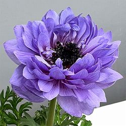 アネモネ：レバンテ　アズーロ3-3.5号ポット 3株セット