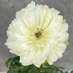 アネモネ：レバンテ　ビアンコ（白系）3-3.5号ポット 3株セット