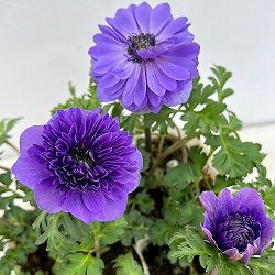 アネモネ：レバンテ　ブルー3-3.5号ポット 6株セット