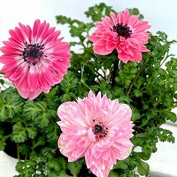 アネモネ：レバンテ　ローザ3-3.5号ポット 6株セット