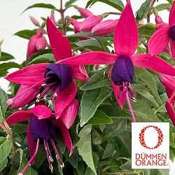 フクシア(ホクシア）：バレリーナ バランス（ピンクとパープル）4号鉢植え