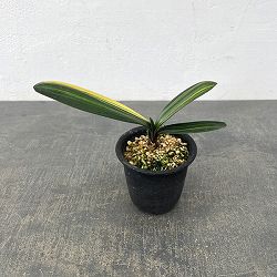 クンシラン（君子蘭）：黄斑入り　3号ポット