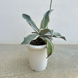 （わけあり特価）アガベ：ジプソフィラ　7号鉢植え