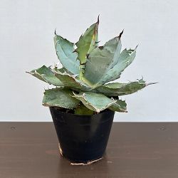 アガベ：チタノタ　ブラックアンドブルー　4.5号