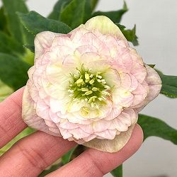 加藤農園さんのクリスマスローズ：26-01アフロディーテプリマヴェーラ／4.5号ポット【現品販売】