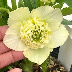 加藤農園さんのクリスマスローズ：26-02モーリー／4.5号ポット【現品販売】