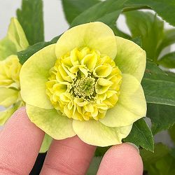 加藤農園さんのクリスマスローズ：26-03モーリー／4.5号ポット【現品販売】