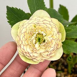 加藤農園さんのクリスマスローズ：26-05リトルアフロディーテ／4.5号ポット【現品販売】