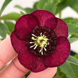 加藤農園さんのクリスマスローズ：26-06グロッシーカラー／4.5号ポット【現品販売】