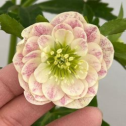 加藤農園さんのクリスマスローズ：26-07プリマヴェーラ／4.5号ポット【現品販売】