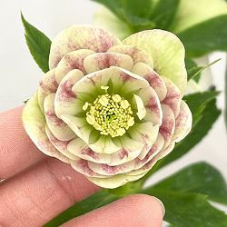 加藤農園さんのクリスマスローズ：26-08プリマヴェーラ／4.5号ポット【現品販売】