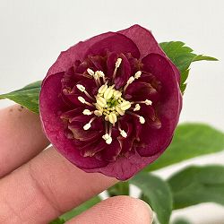 加藤農園さんのクリスマスローズ：26-10グロッシーカラー／4.5号ポット【現品販売】