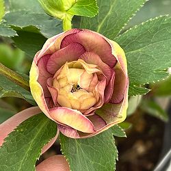 加藤農園さんのクリスマスローズ：26-11ダブル／4.5号ポット【現品販売】