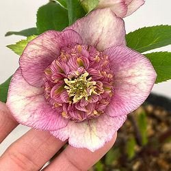 加藤農園さんのクリスマスローズ：26-12セミダブル／4.5号ポット【現品販売】