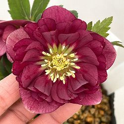 加藤農園さんのクリスマスローズ：26-13ダブル／4.5号ポット【現品販売】