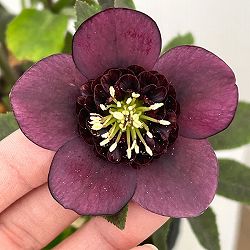 加藤農園さんのクリスマスローズ：26-15セミダブル／4.5号ポット【現品販売】