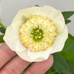 加藤農園さんのクリスマスローズ：26-16セミダブル／4.5号ポット【現品販売】