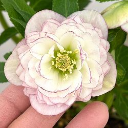 加藤農園さんのクリスマスローズ：26-18ダブル／4.5号ポット【現品販売】