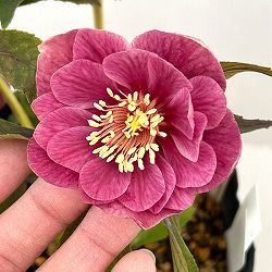 加藤農園さんのクリスマスローズ：26-19ダブル／4.5号ポット【現品販売】