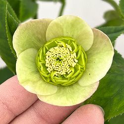 加藤農園さんのクリスマスローズ：26-20セミダブル／4.5号ポット【現品販売】