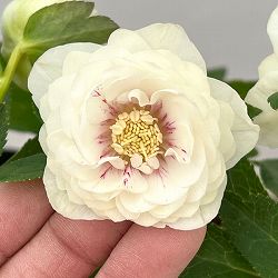 加藤農園さんのクリスマスローズ：26-21ダブル／4.5号ポット【現品販売】