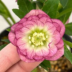 加藤農園さんのクリスマスローズ：26-22ダブル／4.5号ポット【現品販売】