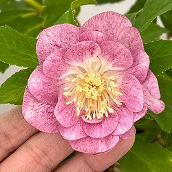 加藤農園さんのクリスマスローズ：26-23ダブル／4.5号ポット【現品販売】