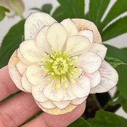 加藤農園さんのクリスマスローズ：26-24ダブル／4.5号ポット【現品販売】