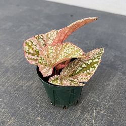 ベゴニア（木立性）：スノーキャップ　斑入り　2.5号ポット