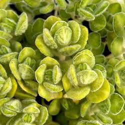 アロマティカス：ライムシャワー3号ポット