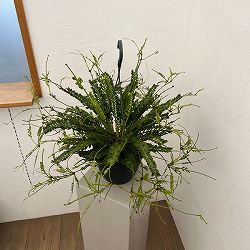 アスプレニウム：ケンゾイ（オニヒノキシダ）　7号吊り鉢